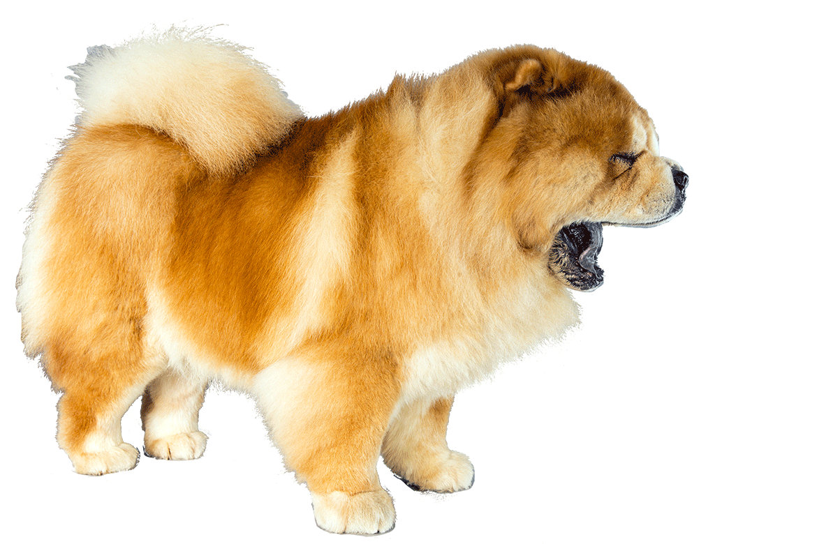 Amo CHOW-CHOW